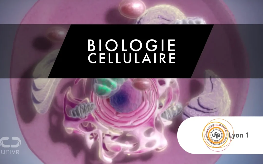 Réinventer l’apprentissage de la biologie cellulaire avec la réalité virtuelle – Université de Lyon